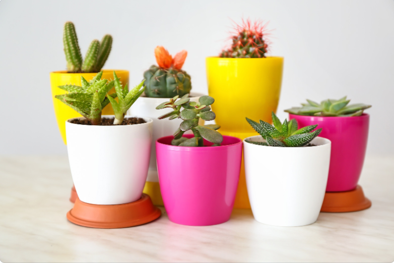 размеры горшков для орхидей размеры горшков для орхидей